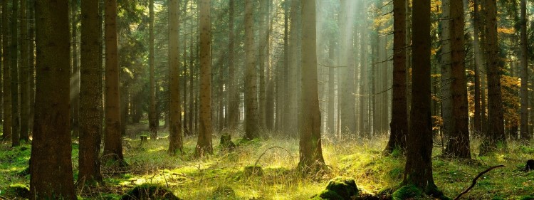Forest with sunlight