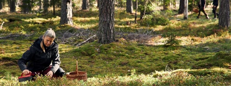 Moelven Skog - skogsbruksplan - dam som plockar bär i skogen